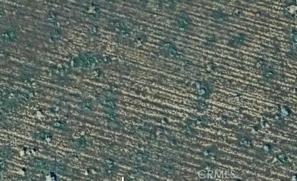 a close up of a plant