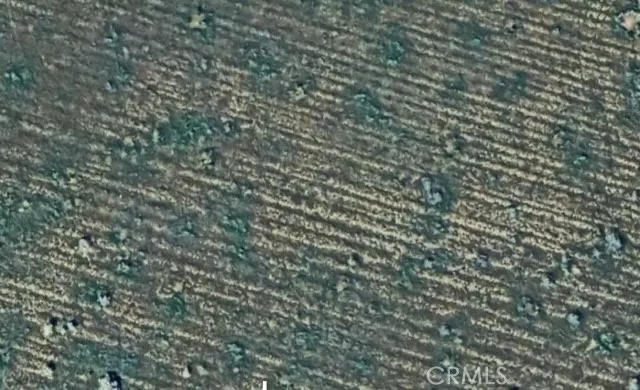 a close up of a plant