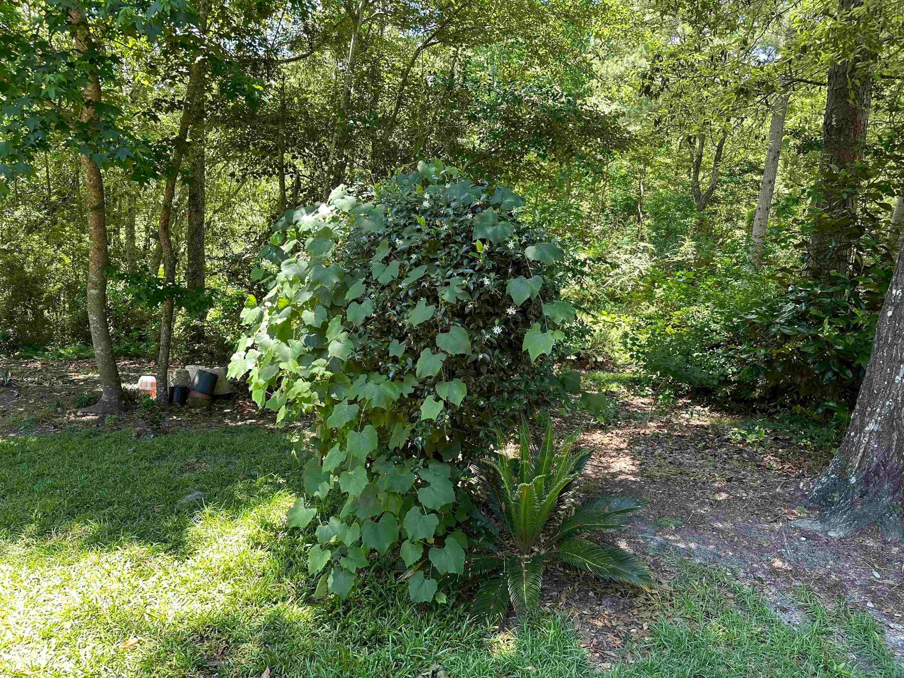 29953 Twin Oaks Road Andalusia, AL 36421 - Photo 22 of 26 Gallery Image 22