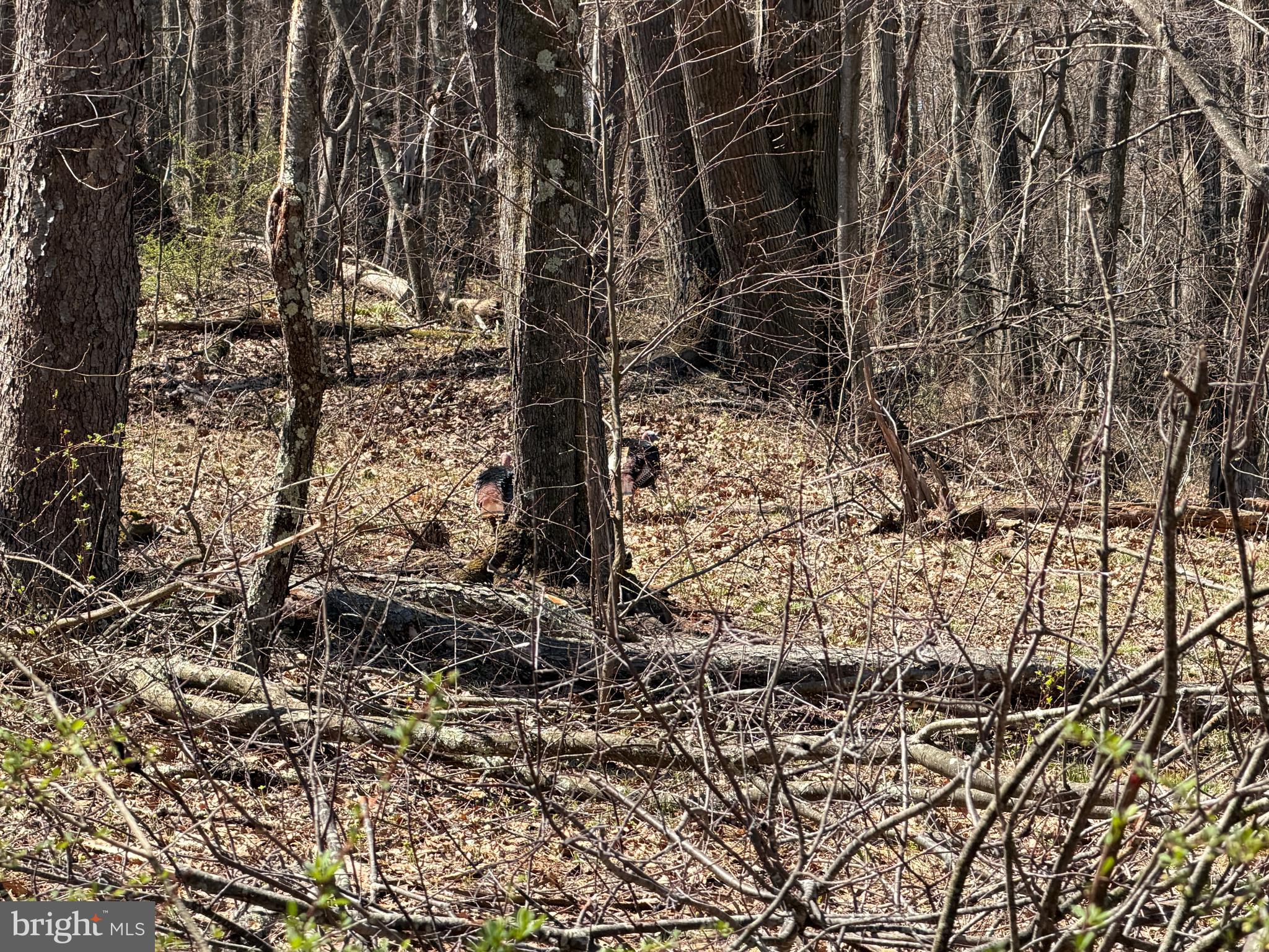 1 87 /- Acres Tooland Road Fairhope, PA 15538 - Photo 29 of 37