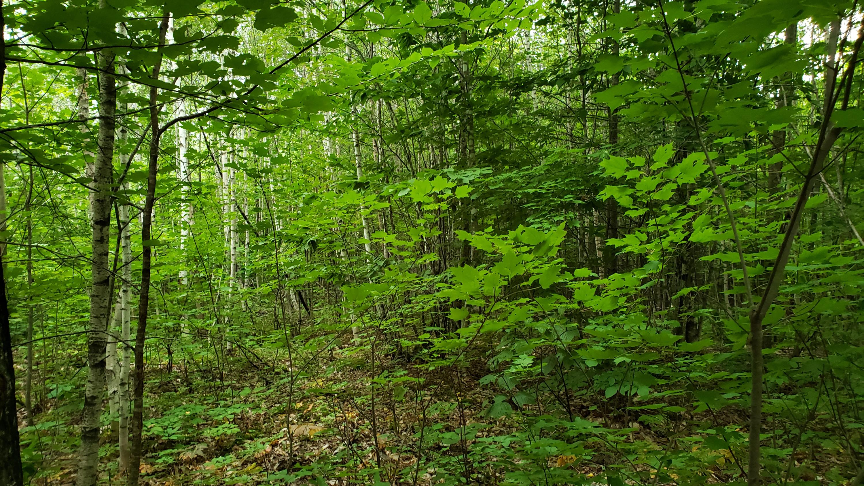4-63 South Springfield Road Lakeville, ME 04487 - Photo 6 of 10 20190821_154011
