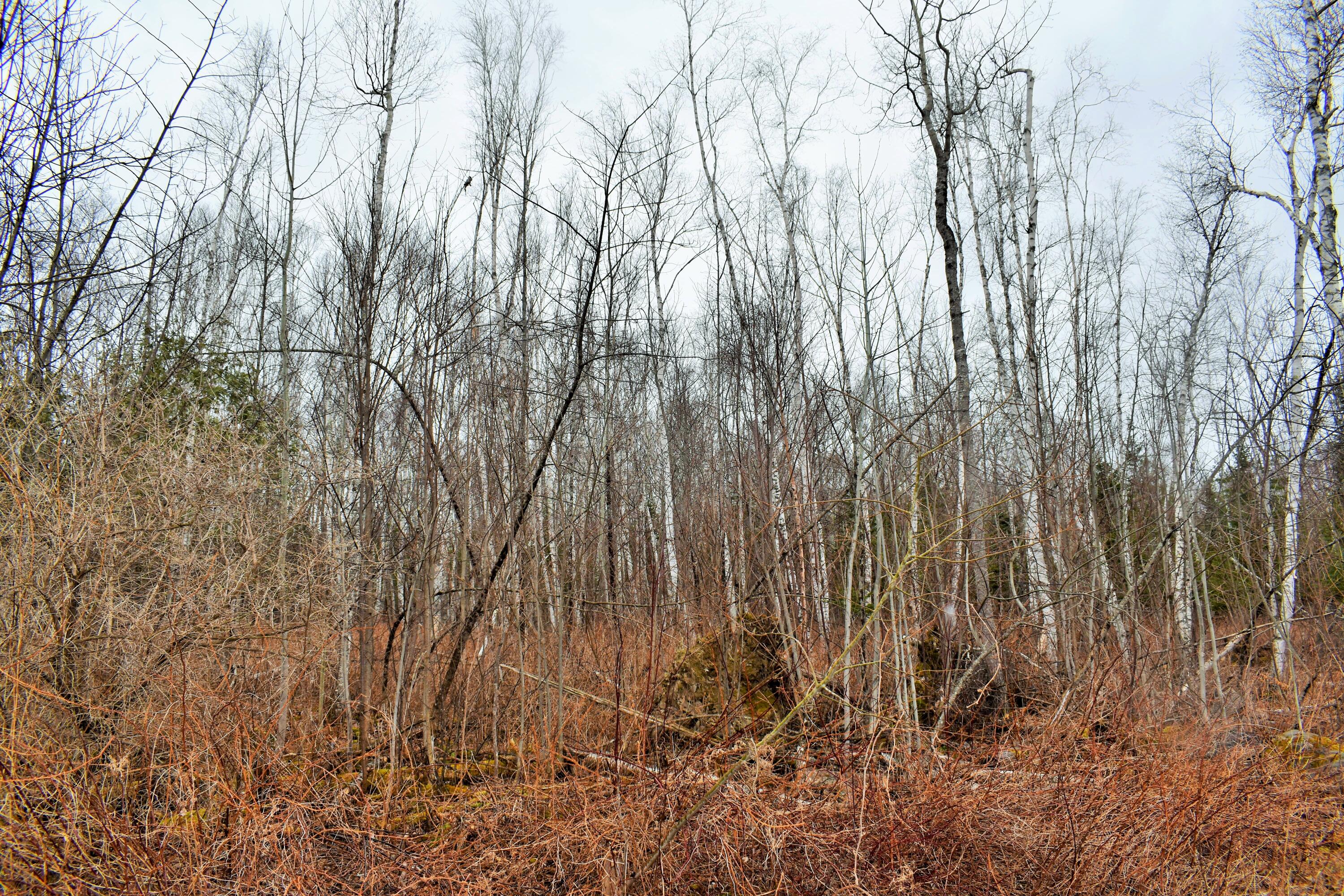 90 Cotta Lane St. Albans, ME 04971 - Photo 10 of 24 DSC_0417