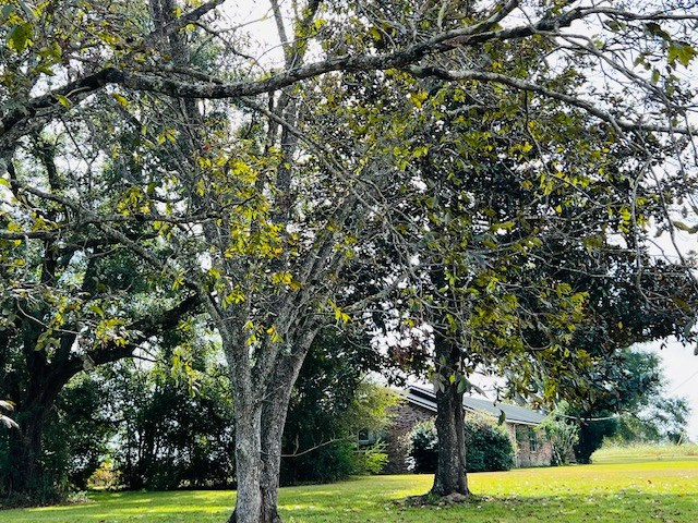 270 Stogner Road Sandy Hook, MS 39478 - Photo 4 of 21 Photo 4