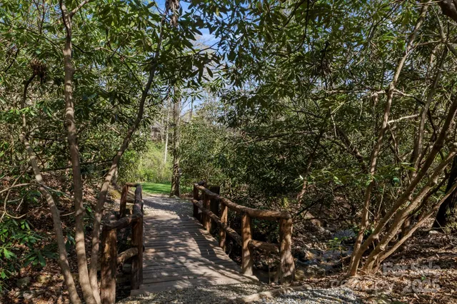 a close up of a tree