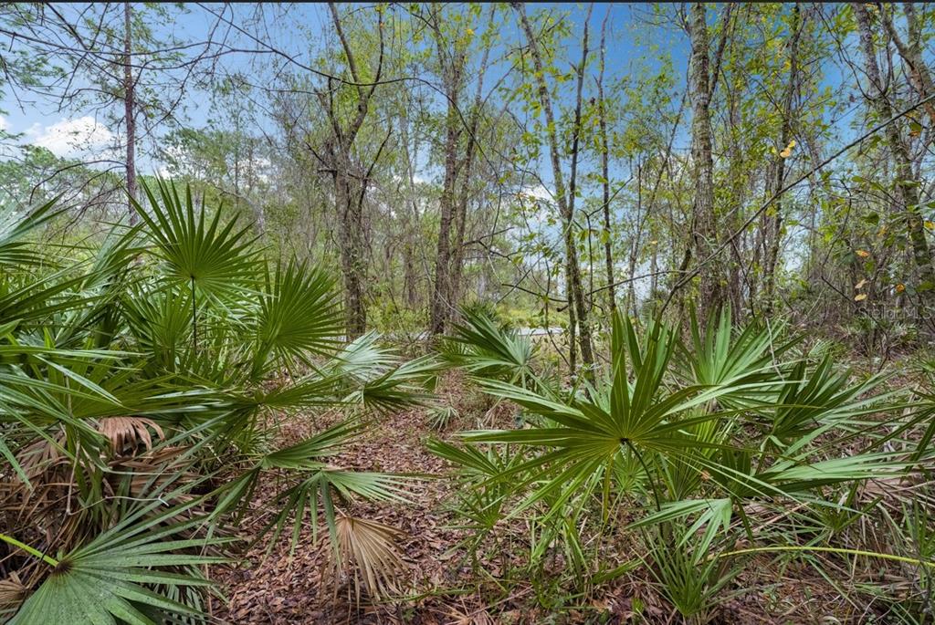 Gold Hill Road Brooksville, FL 34604 - Photo 10 of 25 Gallery Image 10