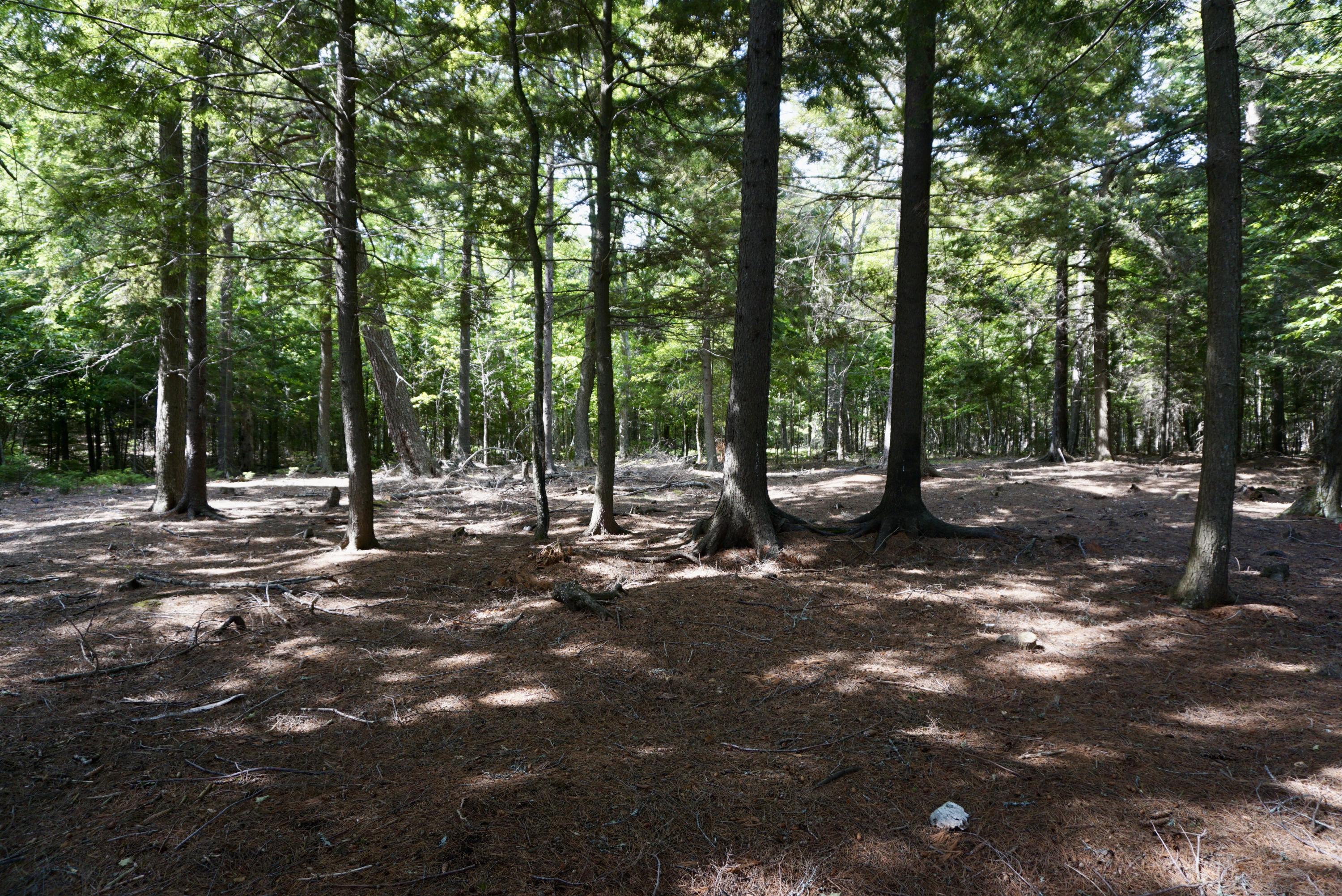 Lot 30-31 Black Point Road Beaver Cove, ME 04441 - Photo 8 of 20 DSC06372
