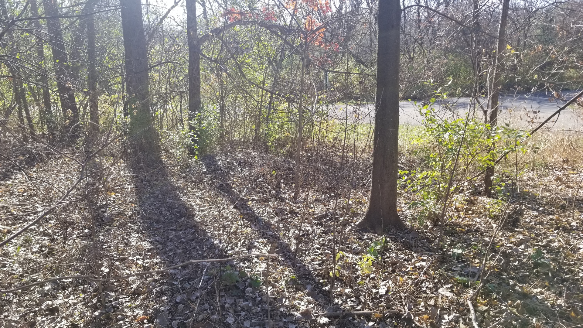4802 Brorson Lane Johnsburg, IL 60051 - Photo 6 of 7 a view of a forest with trees
