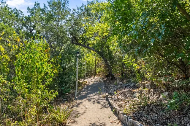 a view of a forest with trees in the background