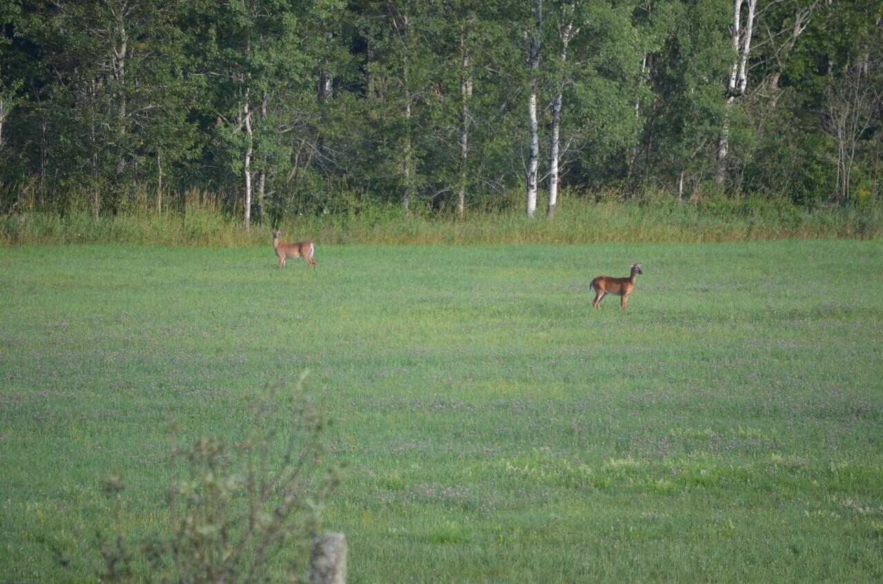1644 Bangor Road Clinton, ME 04927 - Photo 20 of 51 Deer love to feed in the back field