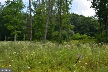 a view of a garden with plants