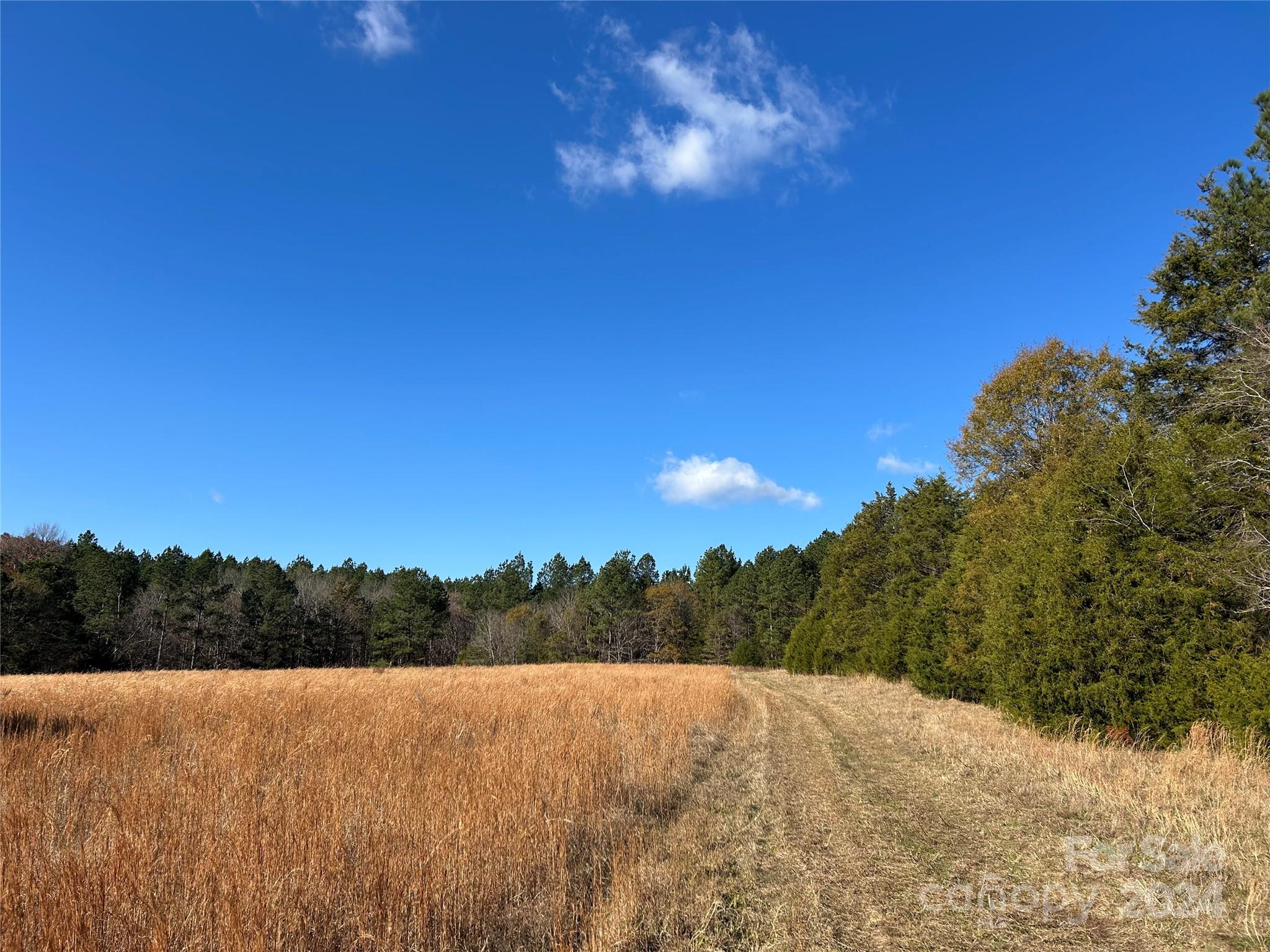 156-ac Calvary Church Road Carlisle, SC 29031 - Photo 24 of 48 Gallery Image 24