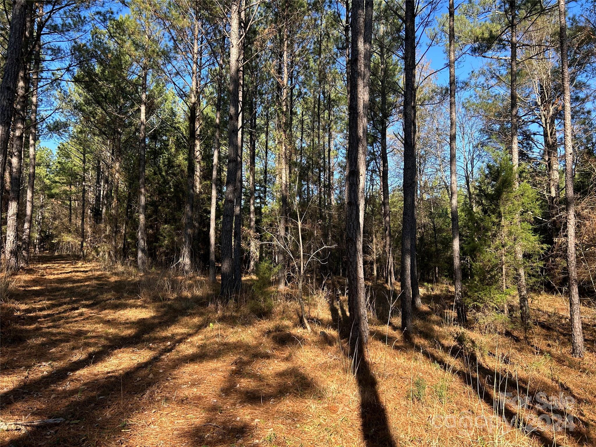 156-ac Calvary Church Road Carlisle, SC 29031 - Photo 27 of 48 Gallery Image 27