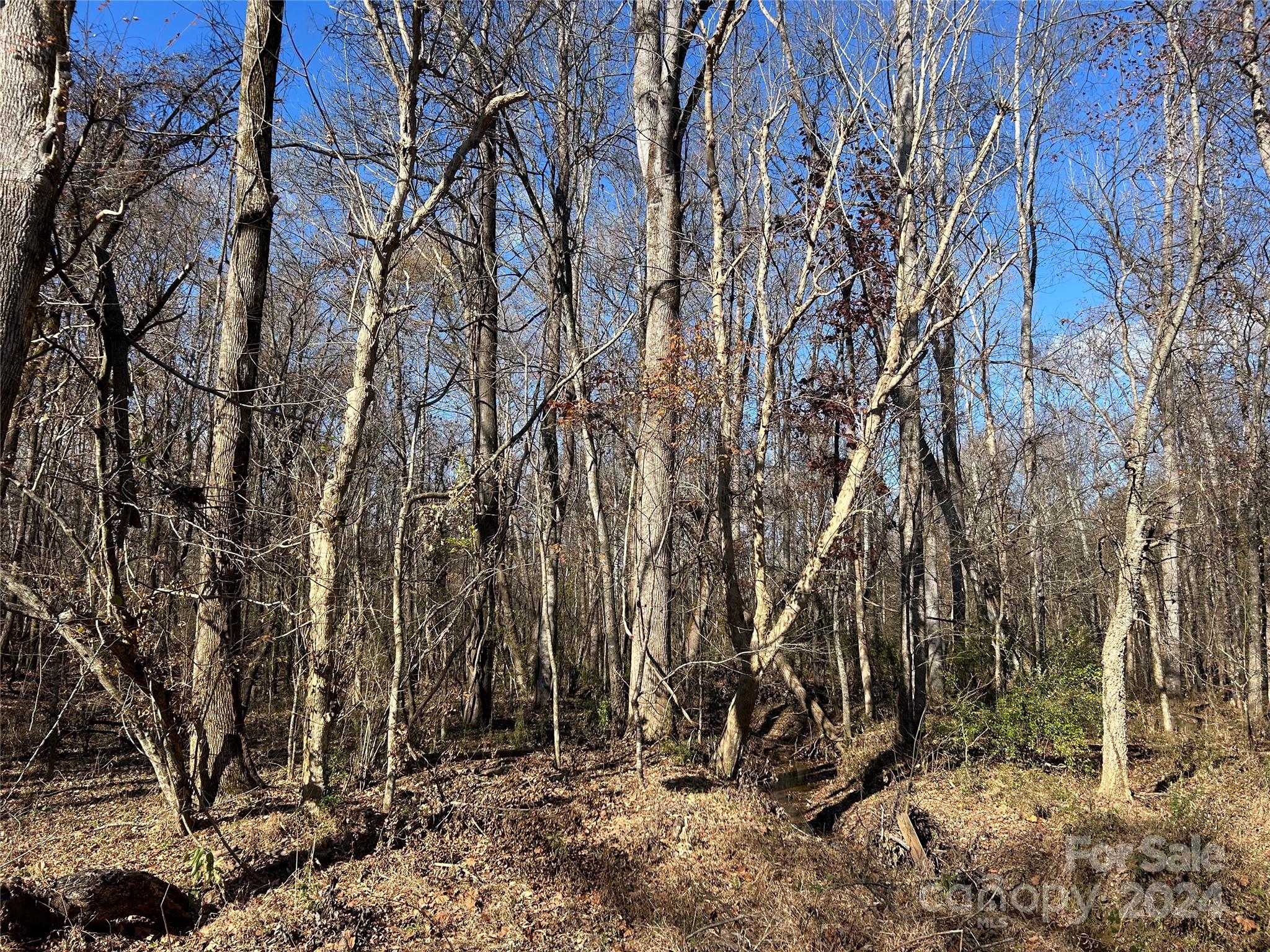 156-ac Calvary Church Road Carlisle, SC 29031 - Photo 7 of 48 Gallery Image 7
