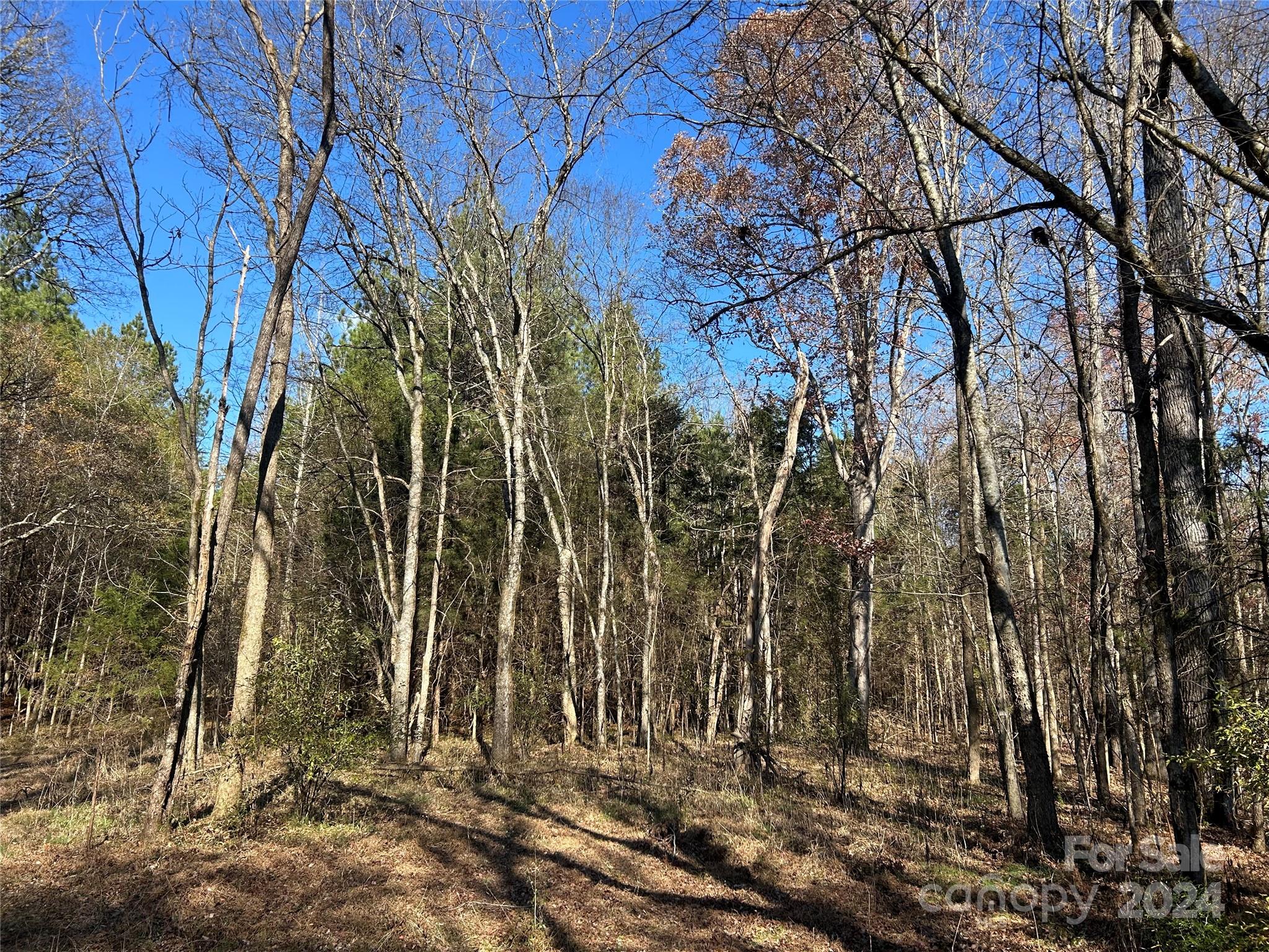 156-ac Calvary Church Road Carlisle, SC 29031 - Photo 10 of 48 Gallery Image 10