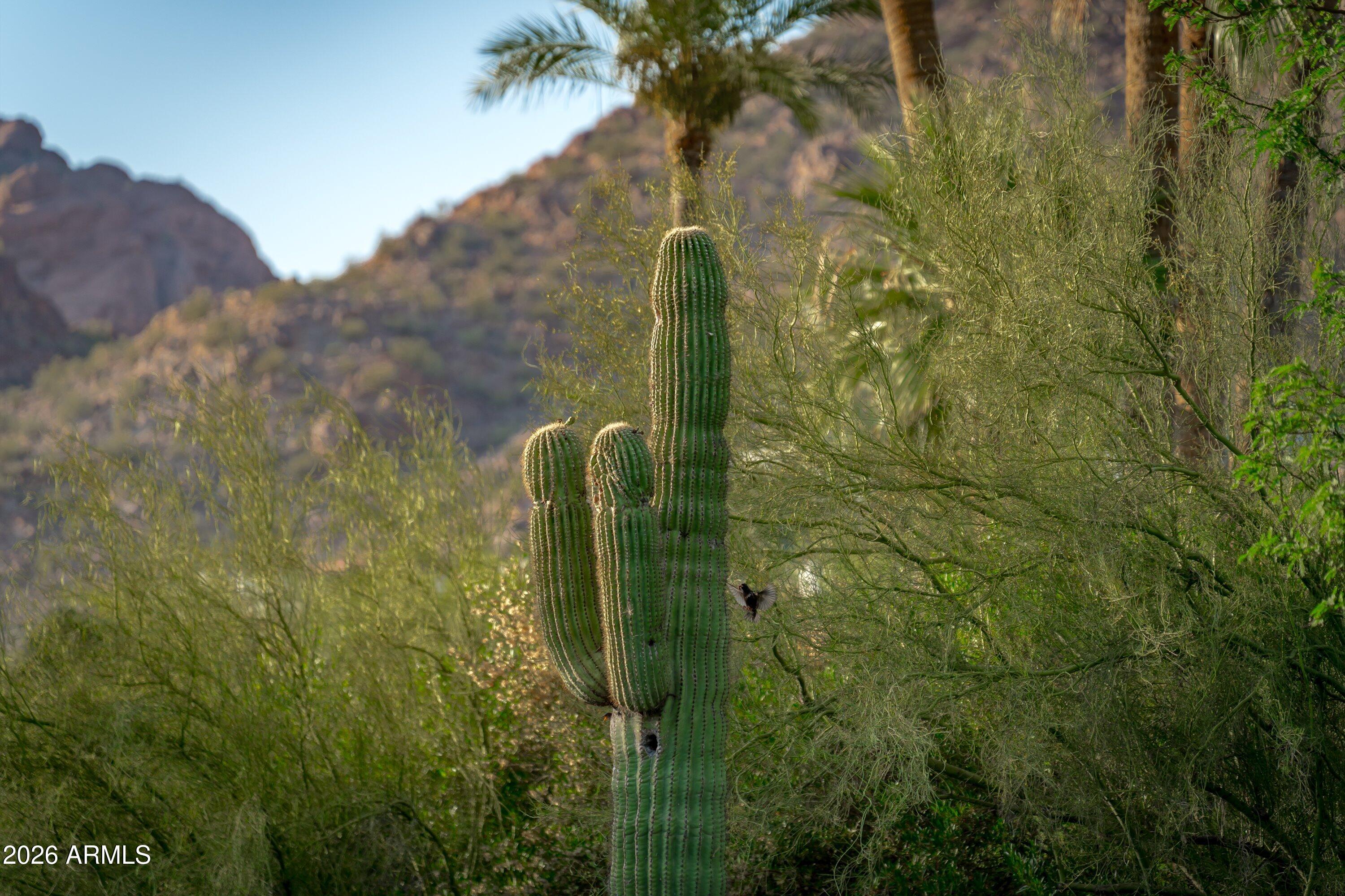 5434 East Camel Hill Road Phoenix, AZ 85018 - Photo 116 of 147 121-Saguaro