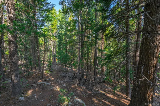 a view of a forest with trees in front of it