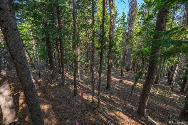 a view of a forest with trees in the background