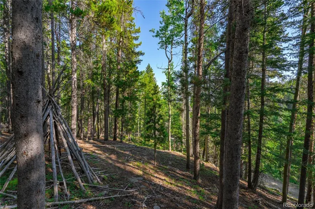 a view of a forest with trees
