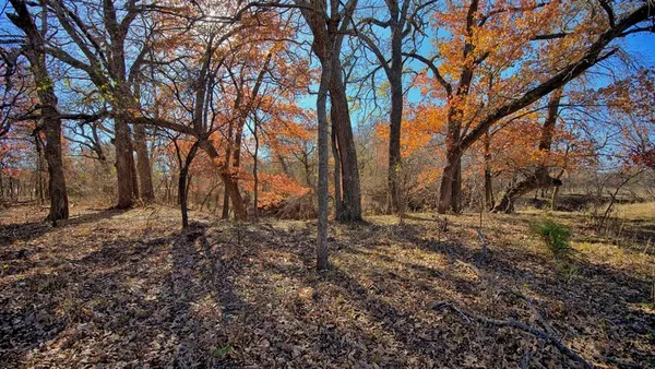 a view of a forest filled with trees