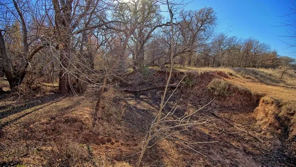 a view of a forest with lots of trees