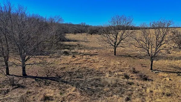 a view of a yard with a tree