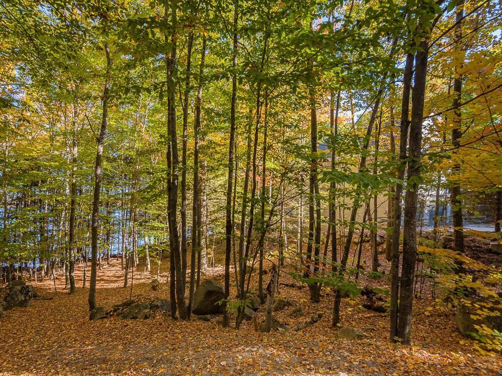 73 Loop Road Otisfield, ME 04270 - Photo 4 of 35 view of the yard from the road
