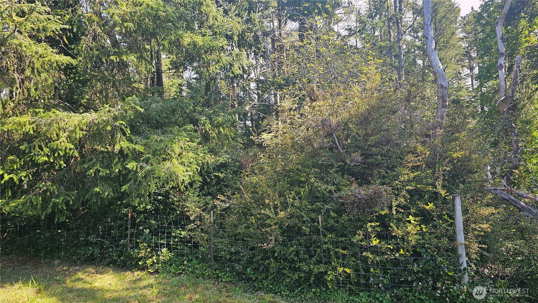 24402 P Street Ocean Park, WA 98640 - Photo 21 of 40 a view of a yard with a tree