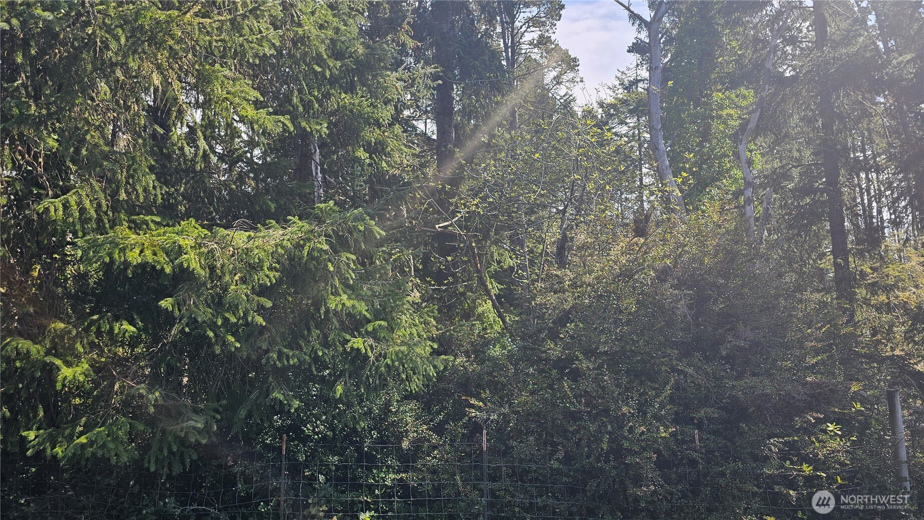 24402 P Street Ocean Park, WA 98640 - Photo 24 of 40 a view of a yard