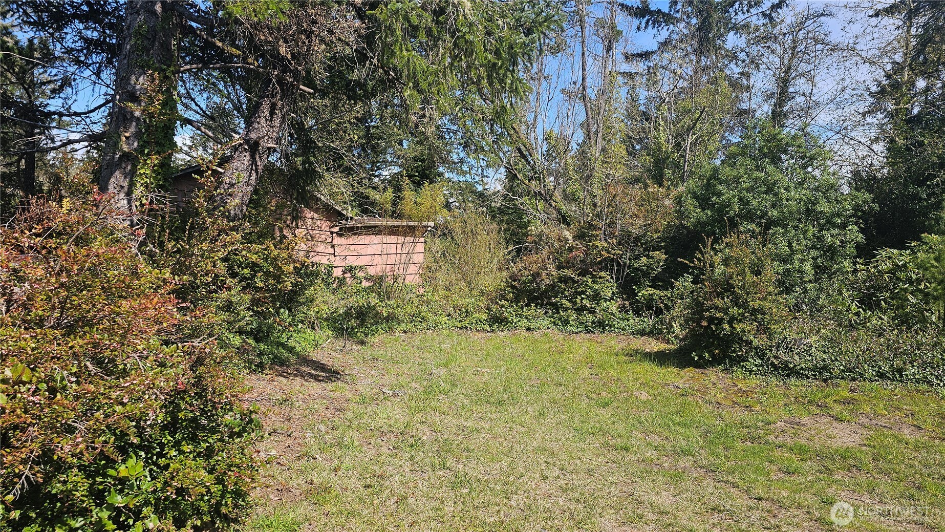 24402 P Street Ocean Park, WA 98640 - Photo 6 of 40 a view of a yard with a tree