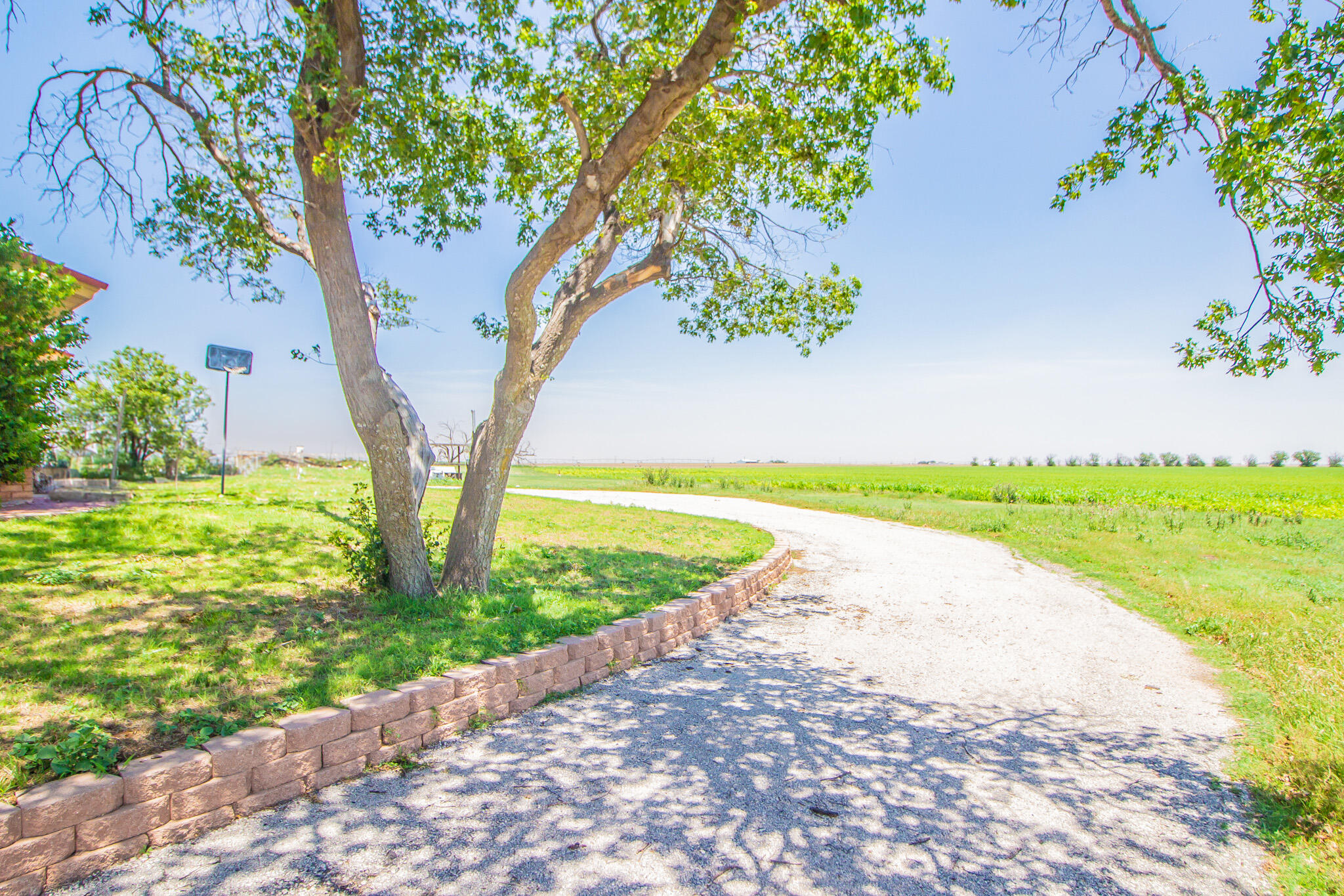 1181 Fm 2236 Ralls, TX 79357 - Photo 4 of 42 a view of a garden with a large tree