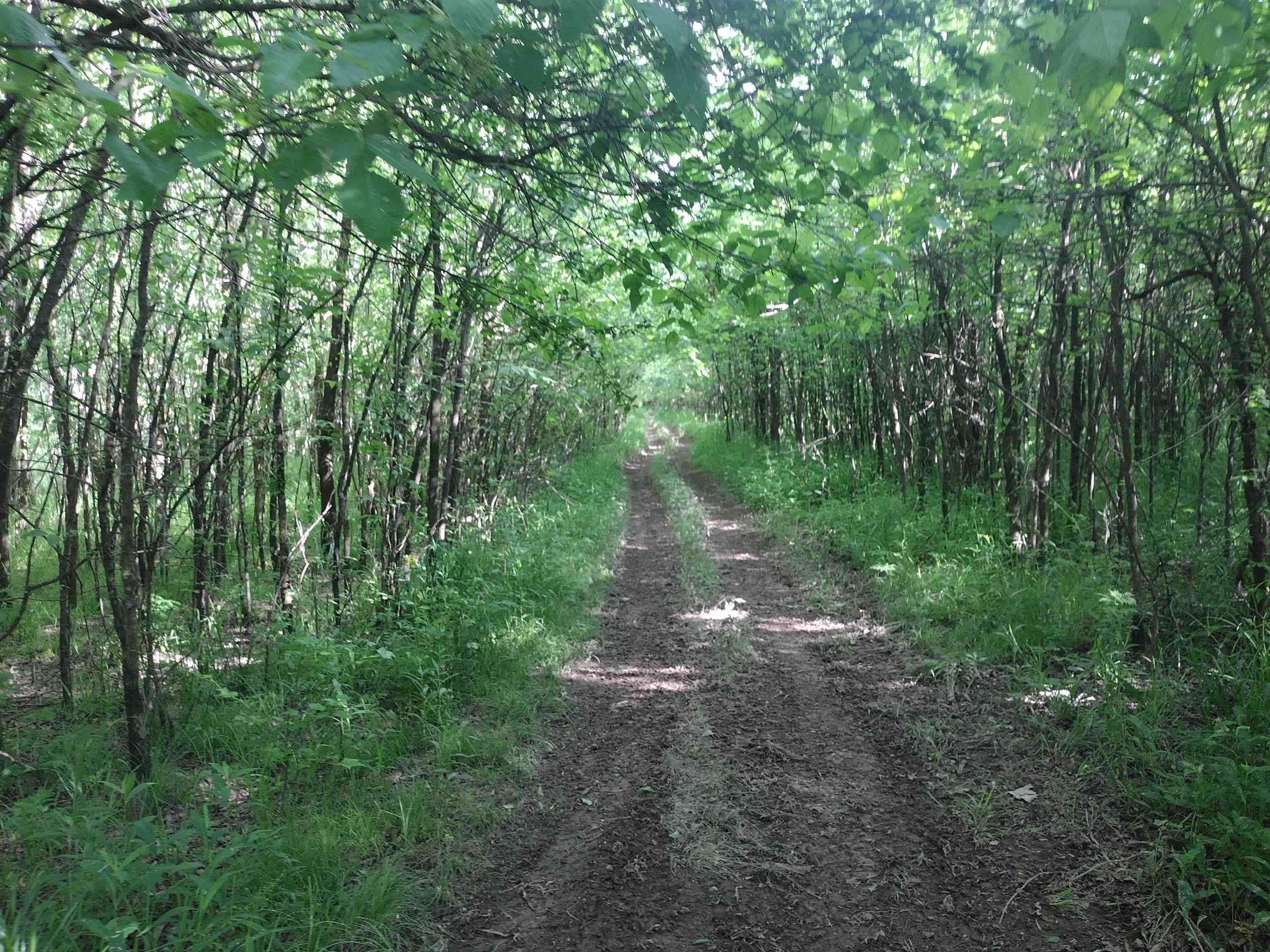 49 Coffee Landing Road Adamsville, TN 38310 - Photo 13 of 23 View of local wilderness with a wooded view