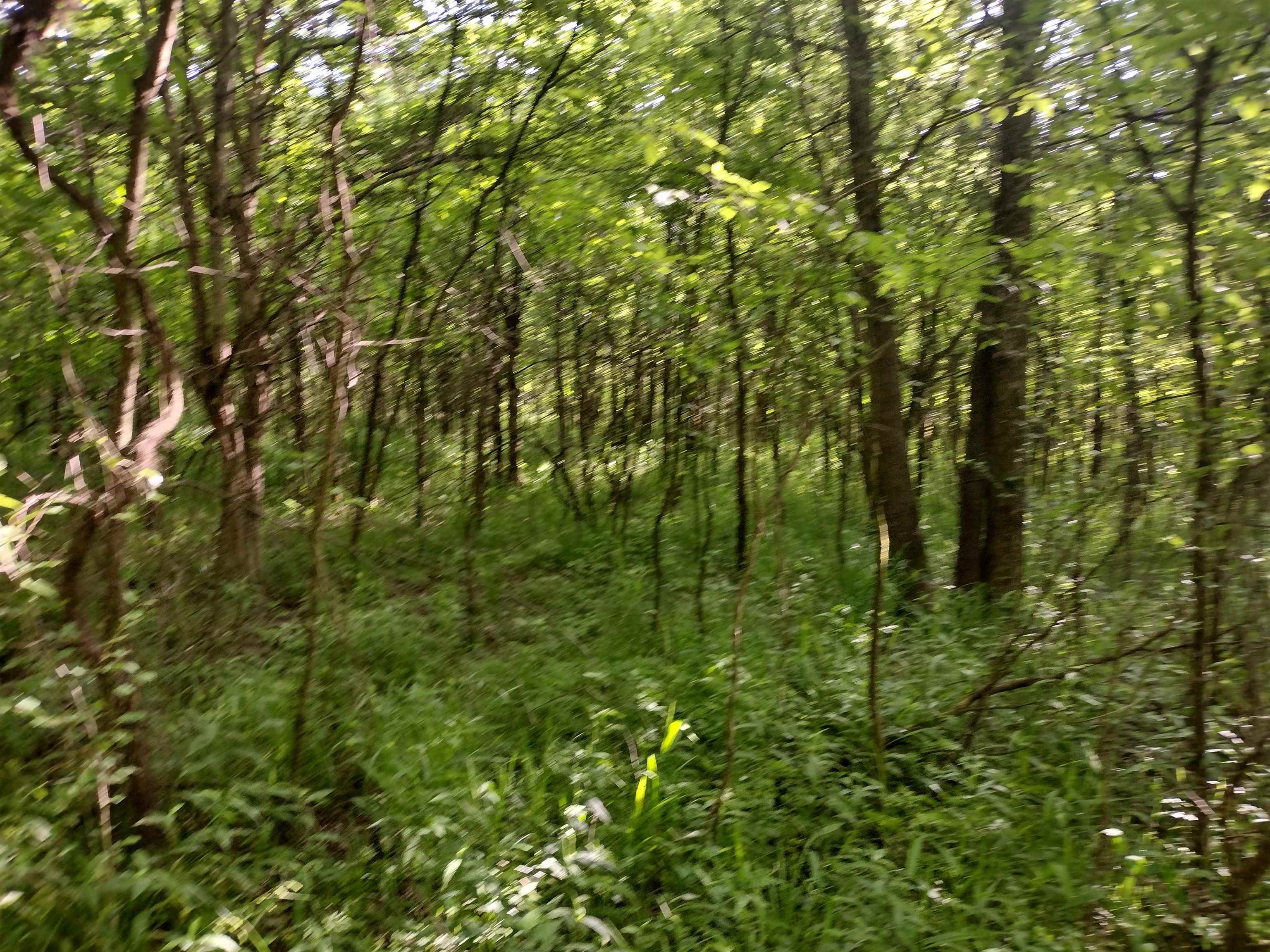 49 Coffee Landing Road Adamsville, TN 38310 - Photo 14 of 23 View of nature with a view of trees