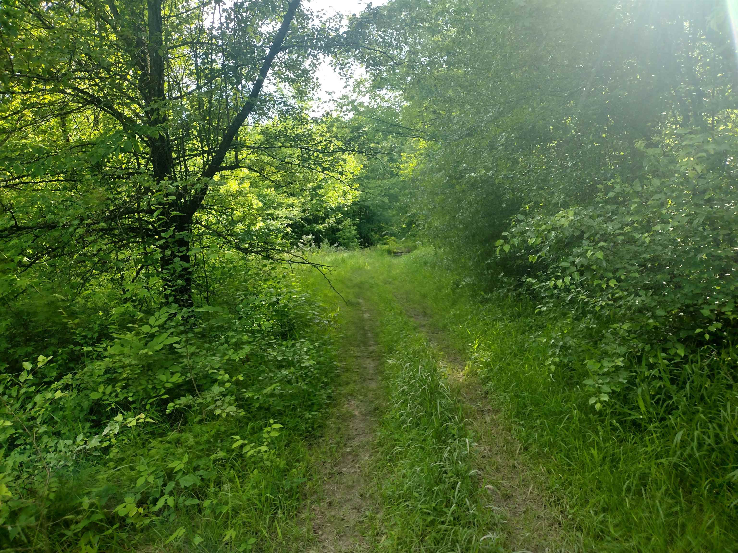 49 Coffee Landing Road Adamsville, TN 38310 - Photo 15 of 23 View of nature with a wooded view