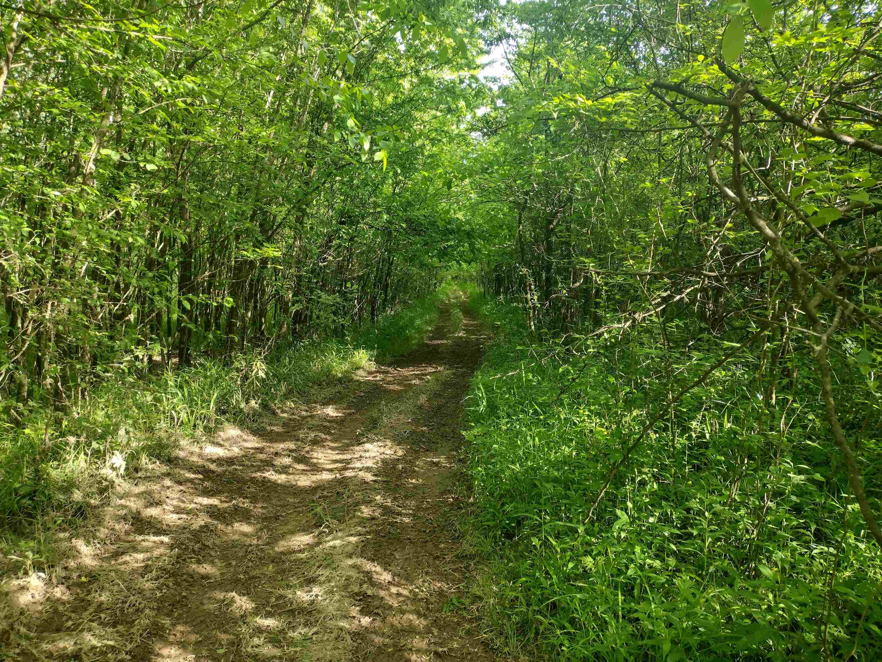49 Coffee Landing Road Adamsville, TN 38310 - Photo 16 of 23 View of local wilderness