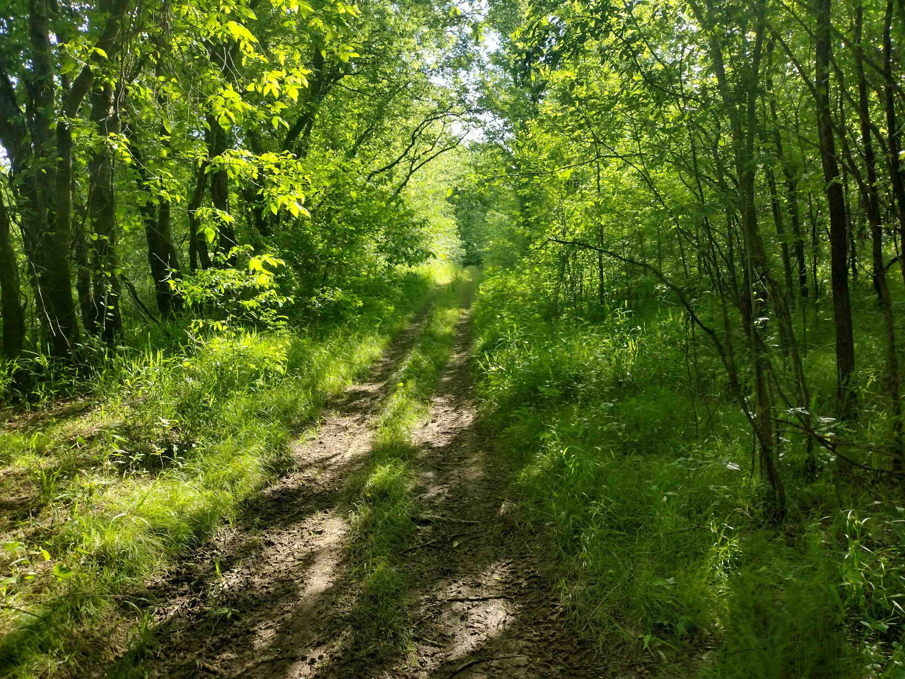 49 Coffee Landing Road Adamsville, TN 38310 - Photo 17 of 23 View of local wilderness featuring a wooded view