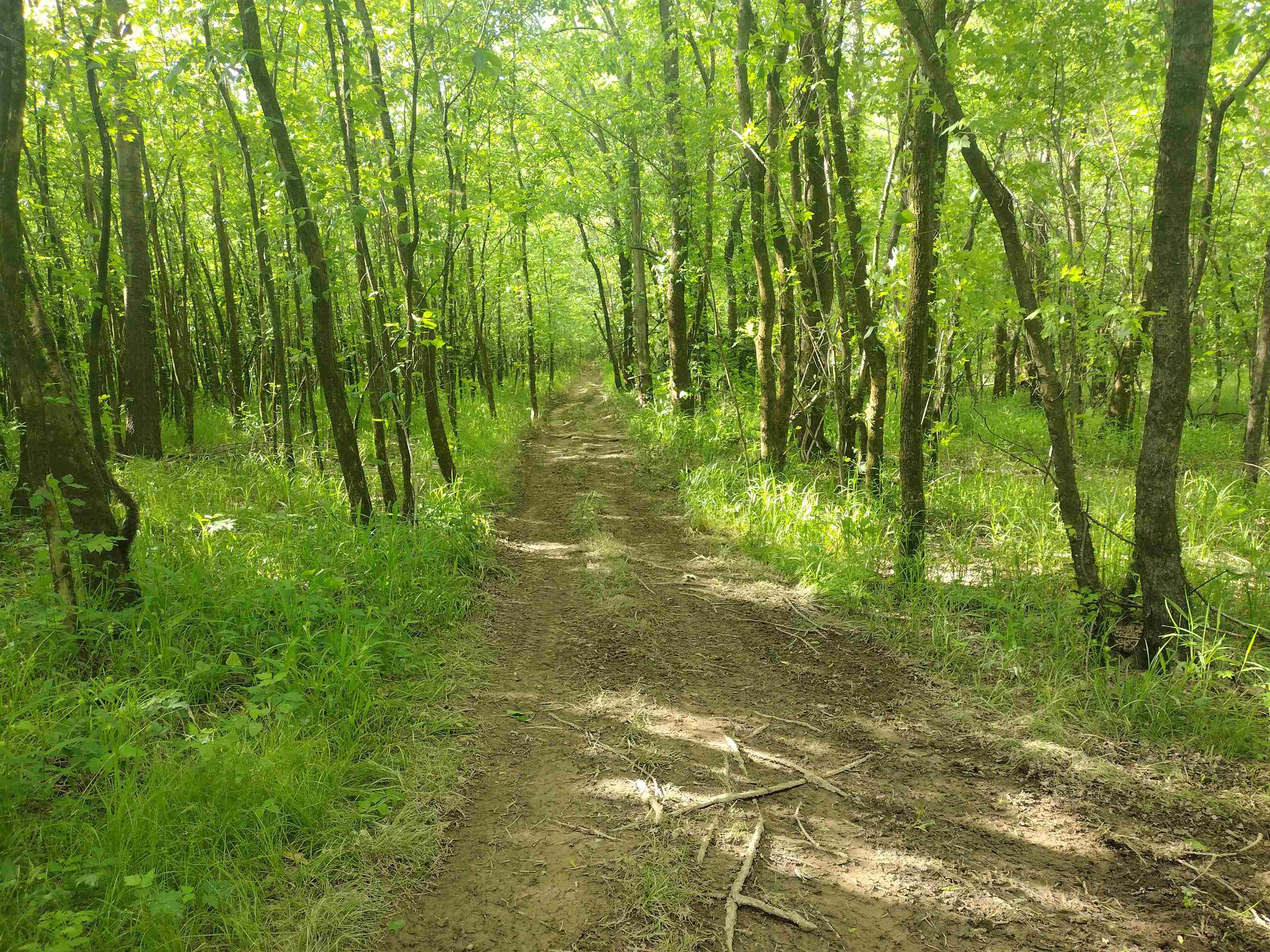49 Coffee Landing Road Adamsville, TN 38310 - Photo 18 of 23 View of nature