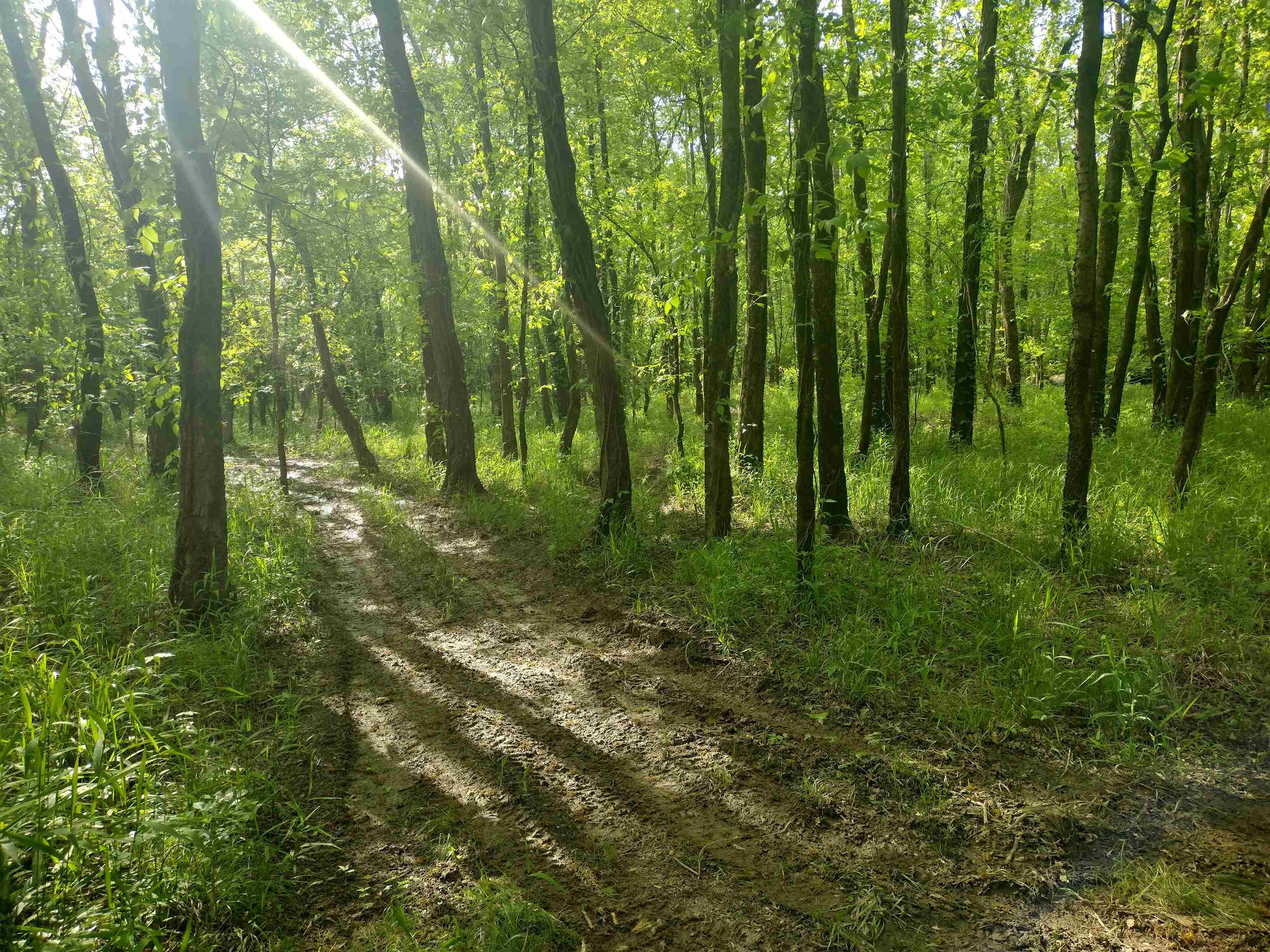 49 Coffee Landing Road Adamsville, TN 38310 - Photo 19 of 23 View of local wilderness