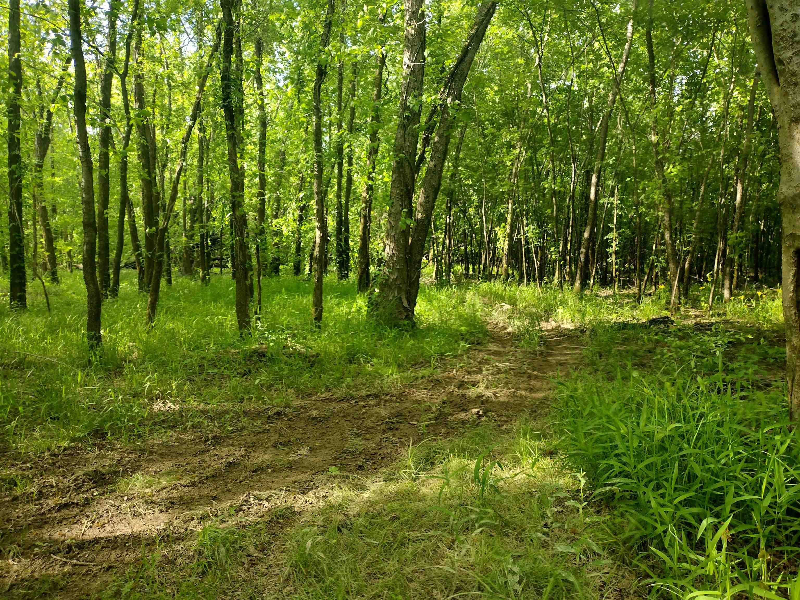 49 Coffee Landing Road Adamsville, TN 38310 - Photo 20 of 23 View of nature