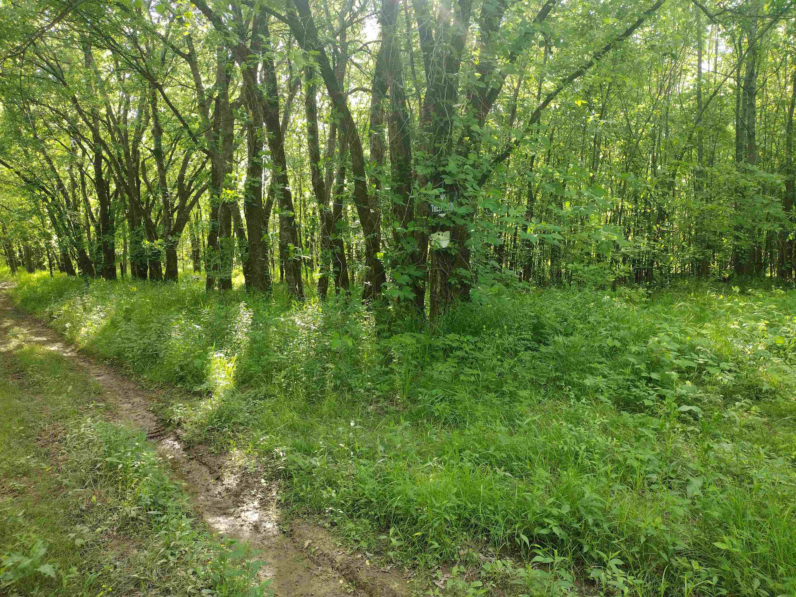 49 Coffee Landing Road Adamsville, TN 38310 - Photo 21 of 23 View of nature featuring a wooded view