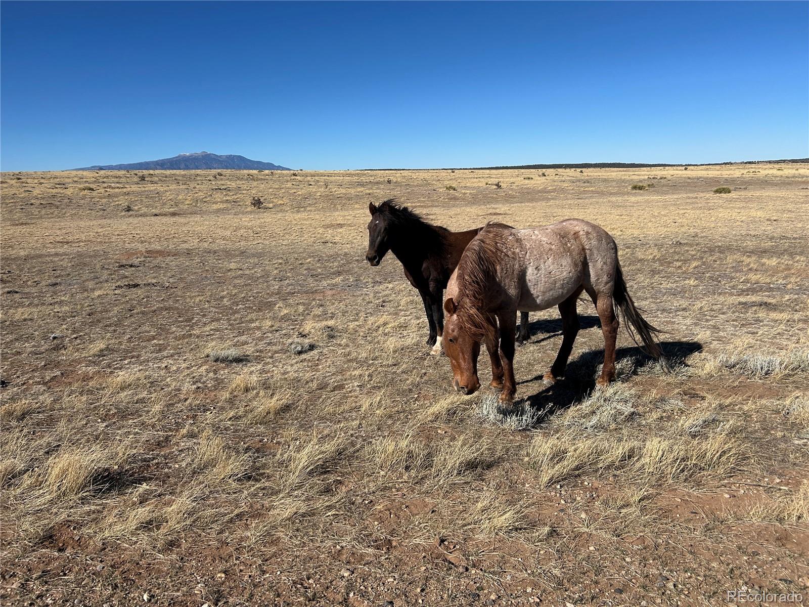Lot 75 A River Ridge Ranch La Veta, CO 81055 - Photo 8 of 29