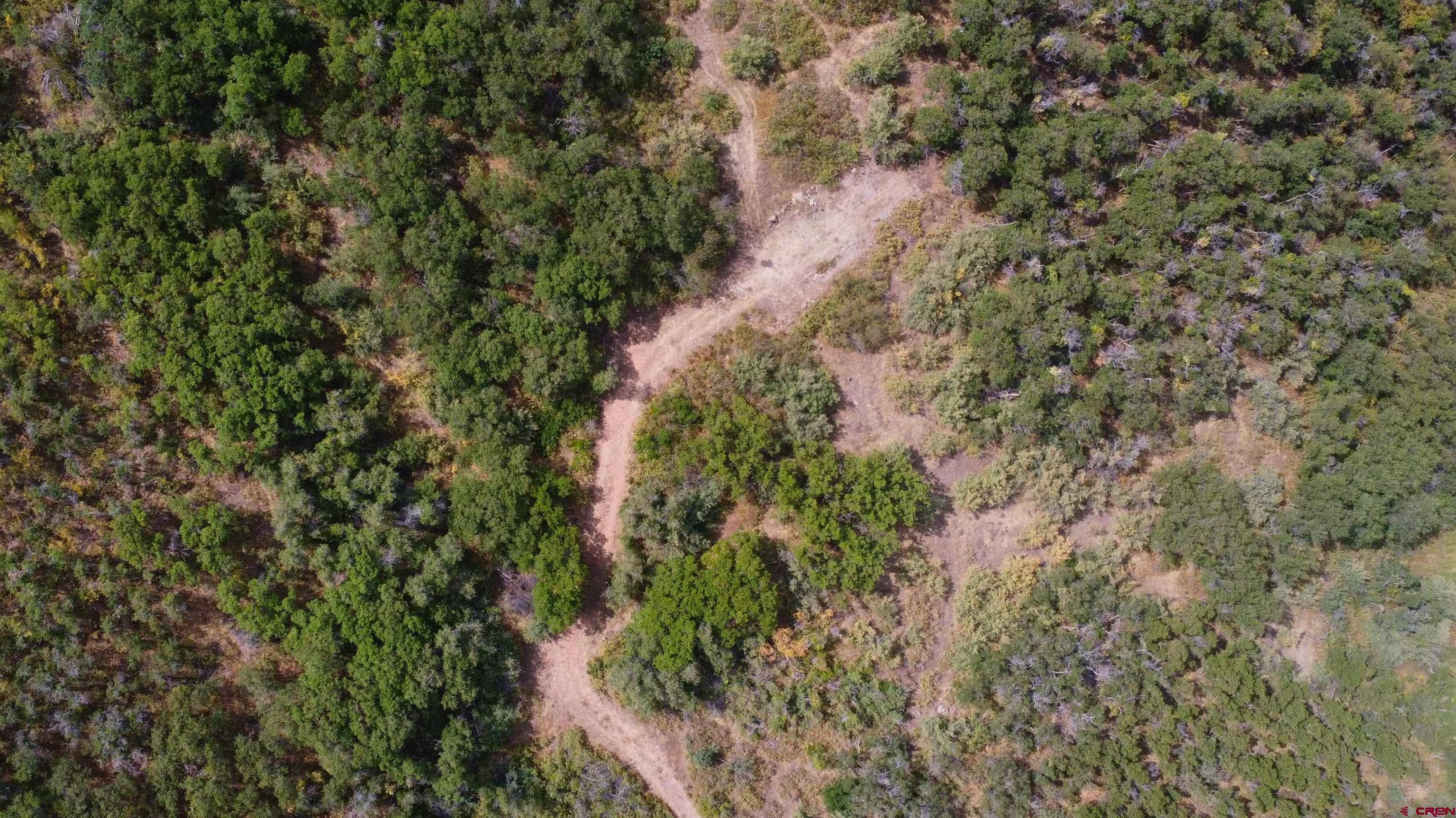 Lot 37 Stoney Creek Ranch Road Hotchkiss, CO 81419 - Photo 6 of 17 a view of a forest with a tree
