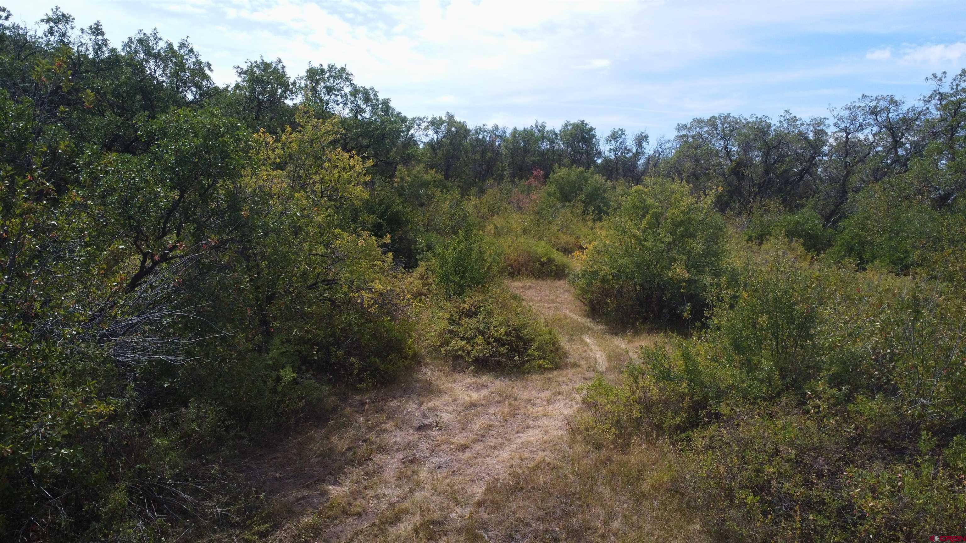 Lot 37 Stoney Creek Ranch Road Hotchkiss, CO 81419 - Photo 7 of 17 a view of a forest with trees in the background