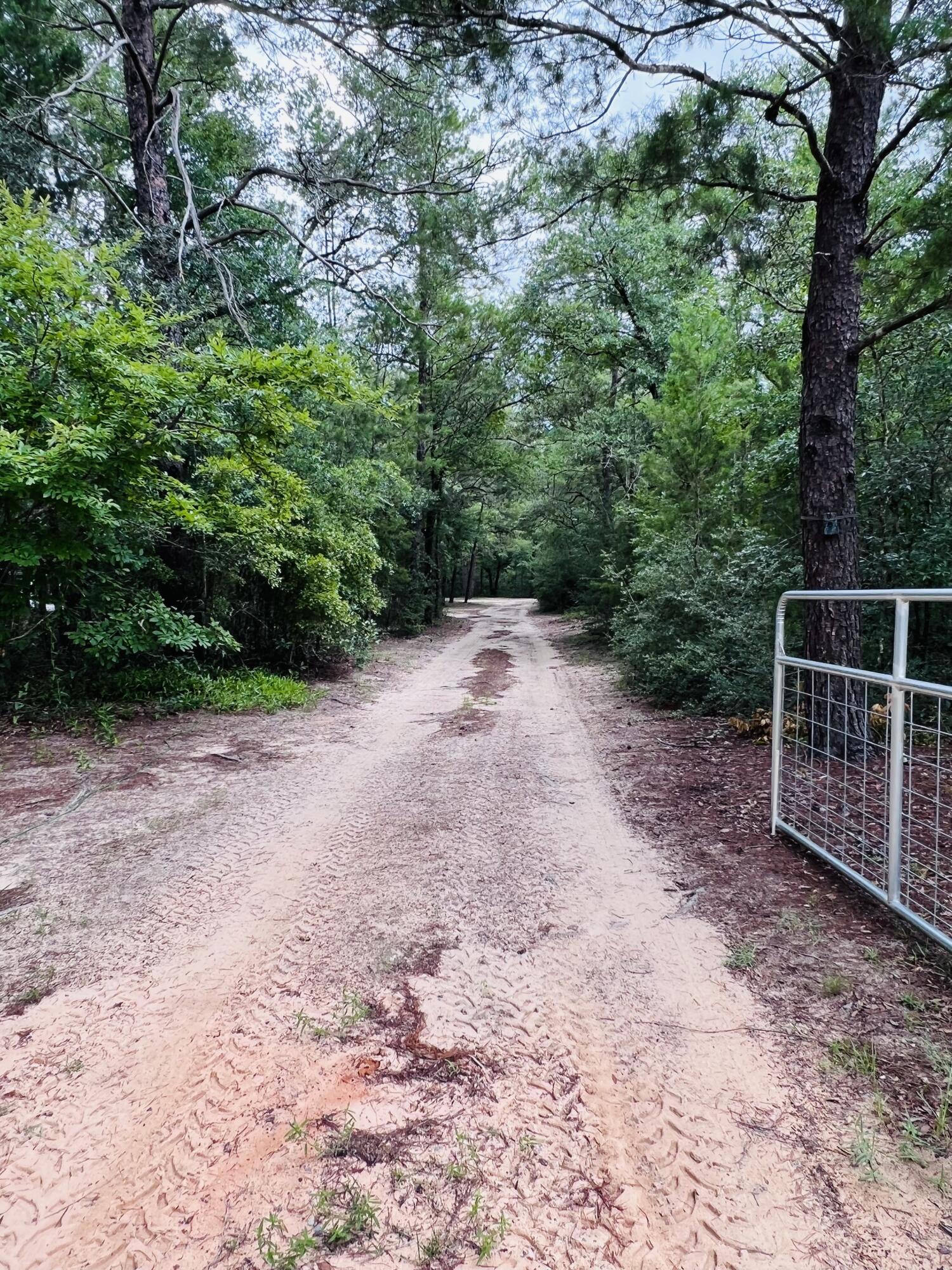 Xxxx Kervin Road Crestview, FL 32539 - Photo 4 of 78 a view of a yard with plants and trees