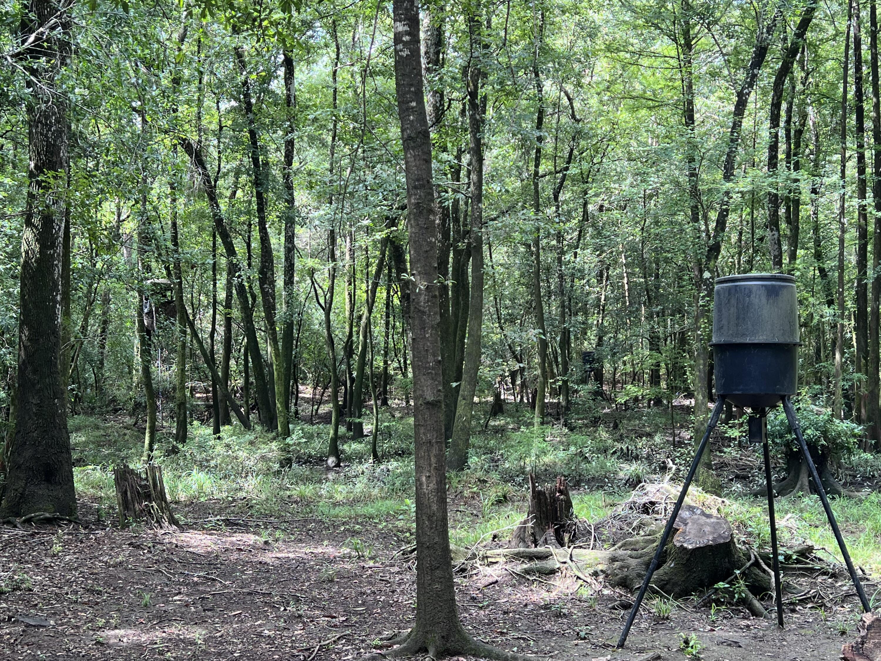 Xxxx Kervin Road Crestview, FL 32539 - Photo 6 of 78 a view of outdoor space and yard