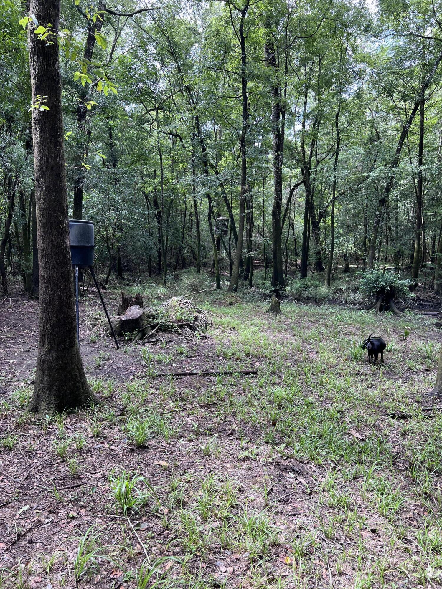 Xxxx Kervin Road Crestview, FL 32539 - Photo 7 of 78 a backyard of a house with lots of green space