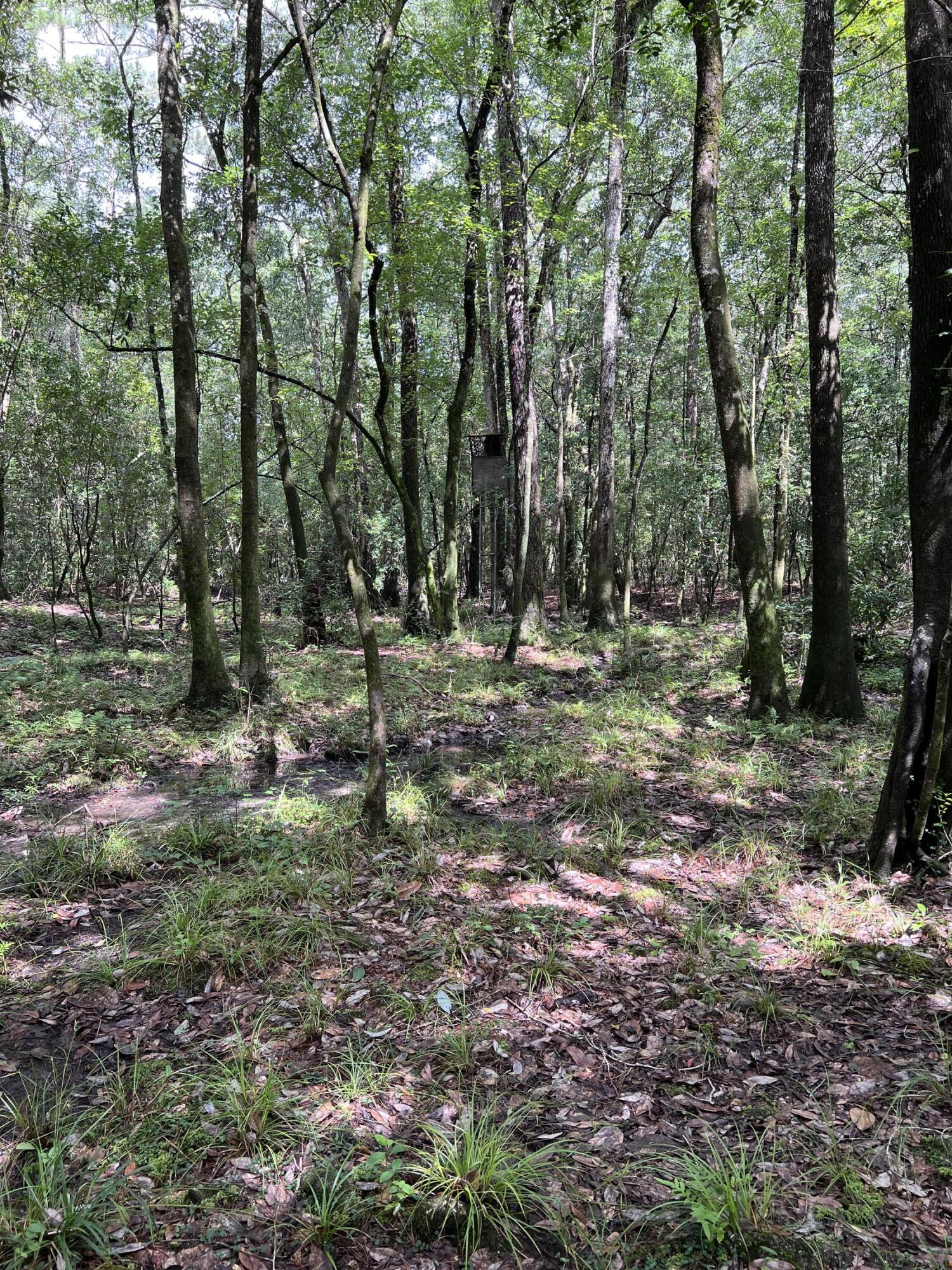 Xxxx Kervin Road Crestview, FL 32539 - Photo 8 of 78 a backyard of a house with lots of green space