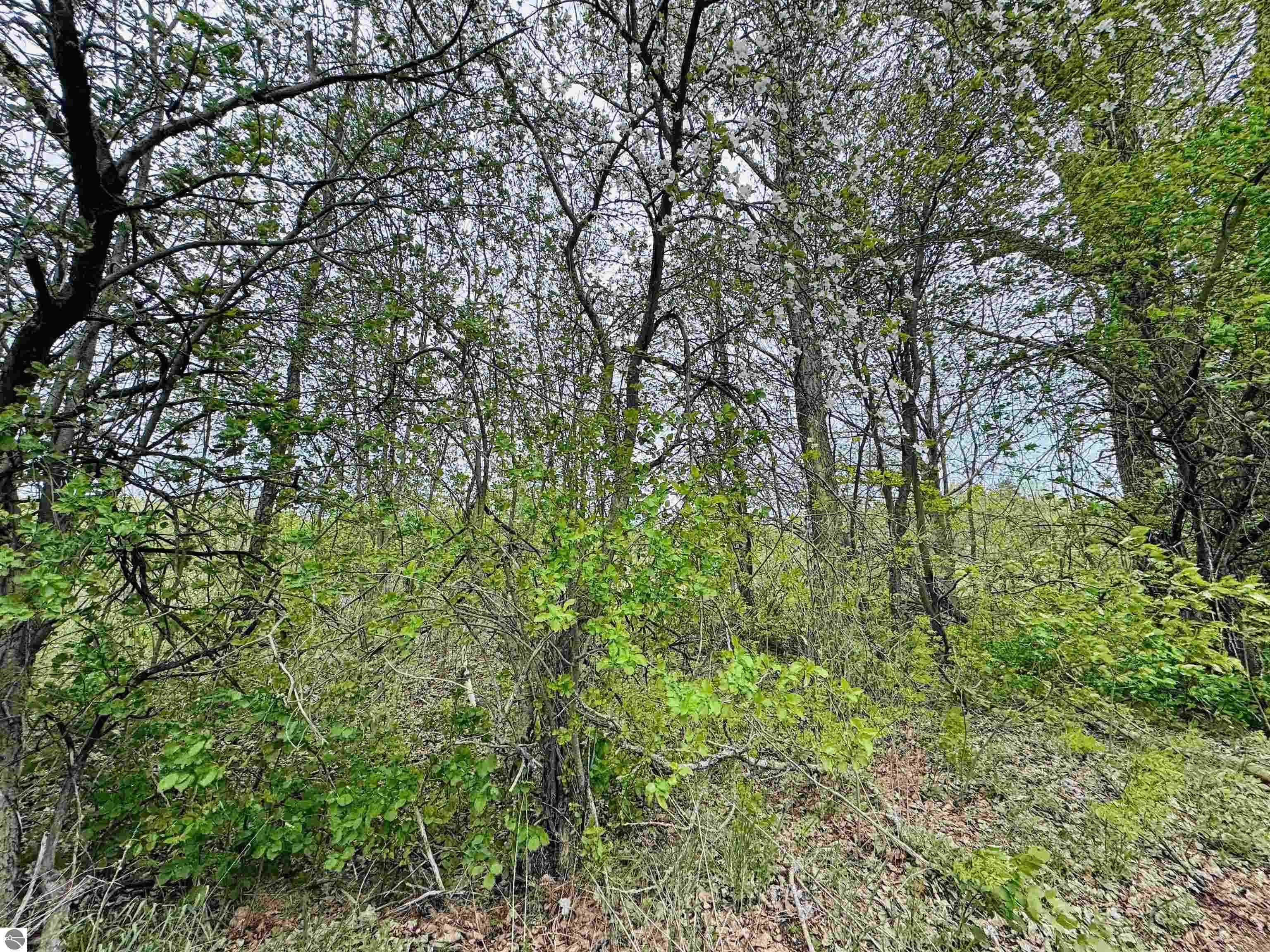 Packingham Road Manton, MI 49663 - Photo 4 of 25