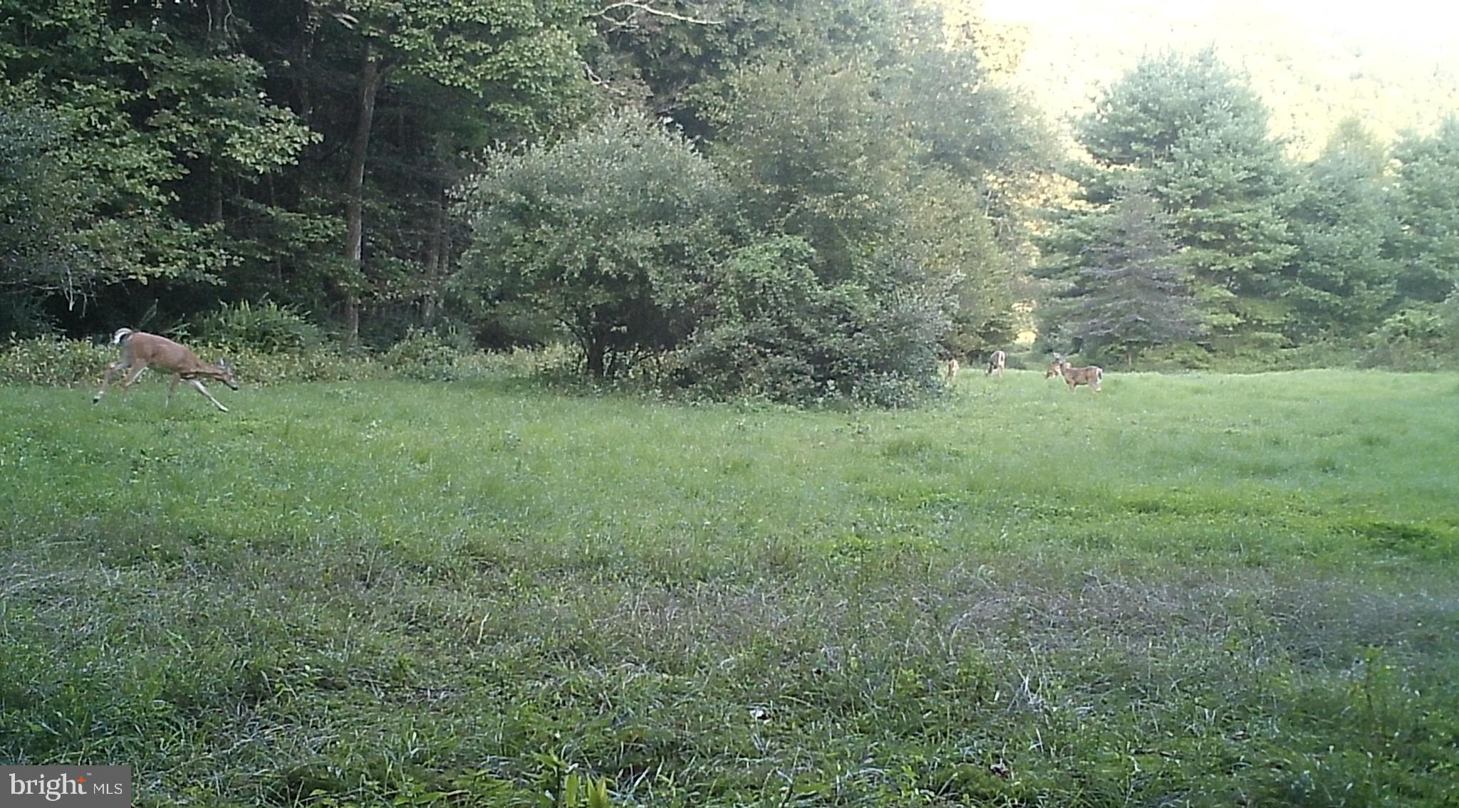 228 Huntington Creek Road Sweet Valley, PA 18656 - Photo 111 of 128 a view of a field of grass and trees