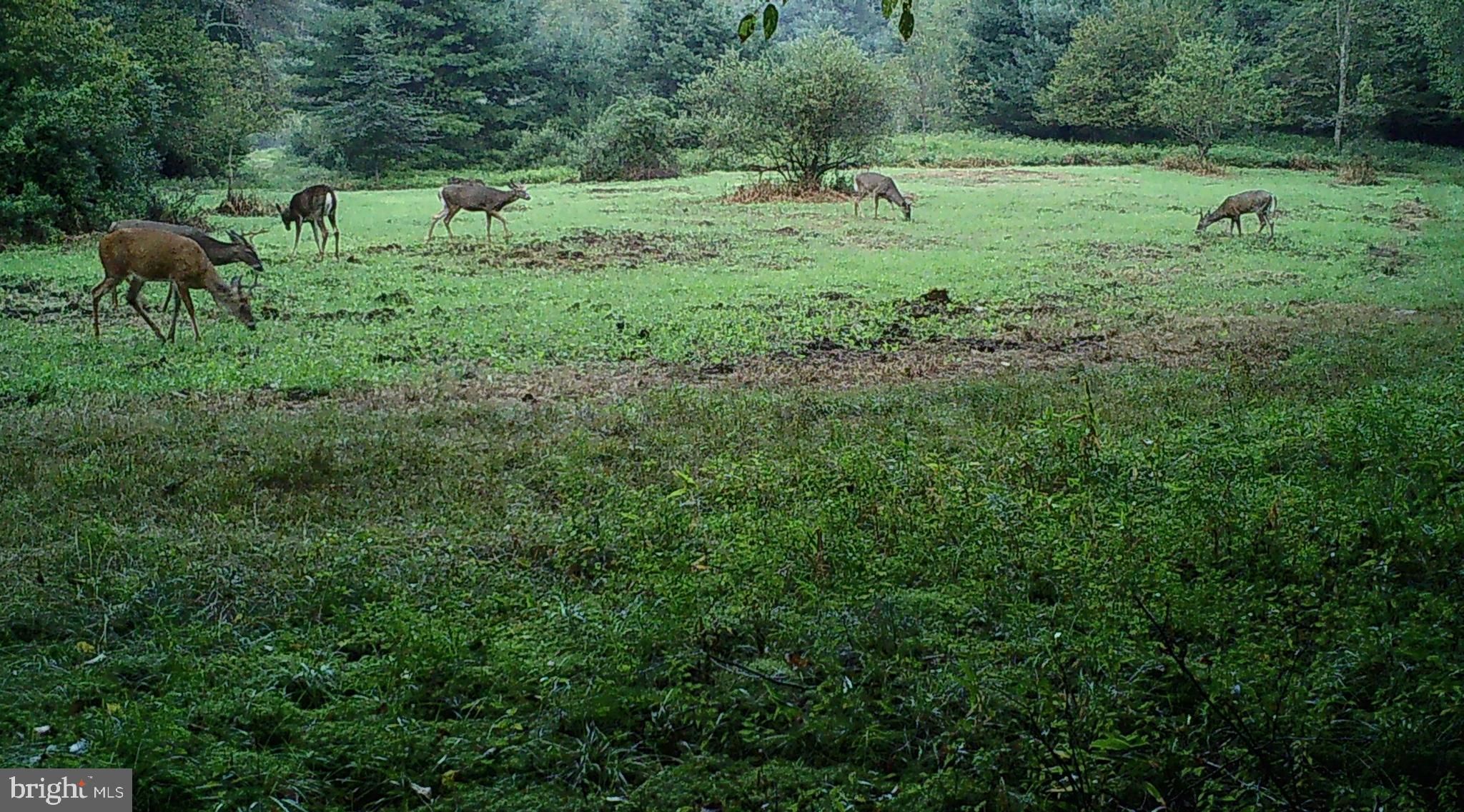 228 Huntington Creek Road Sweet Valley, PA 18656 - Photo 113 of 128