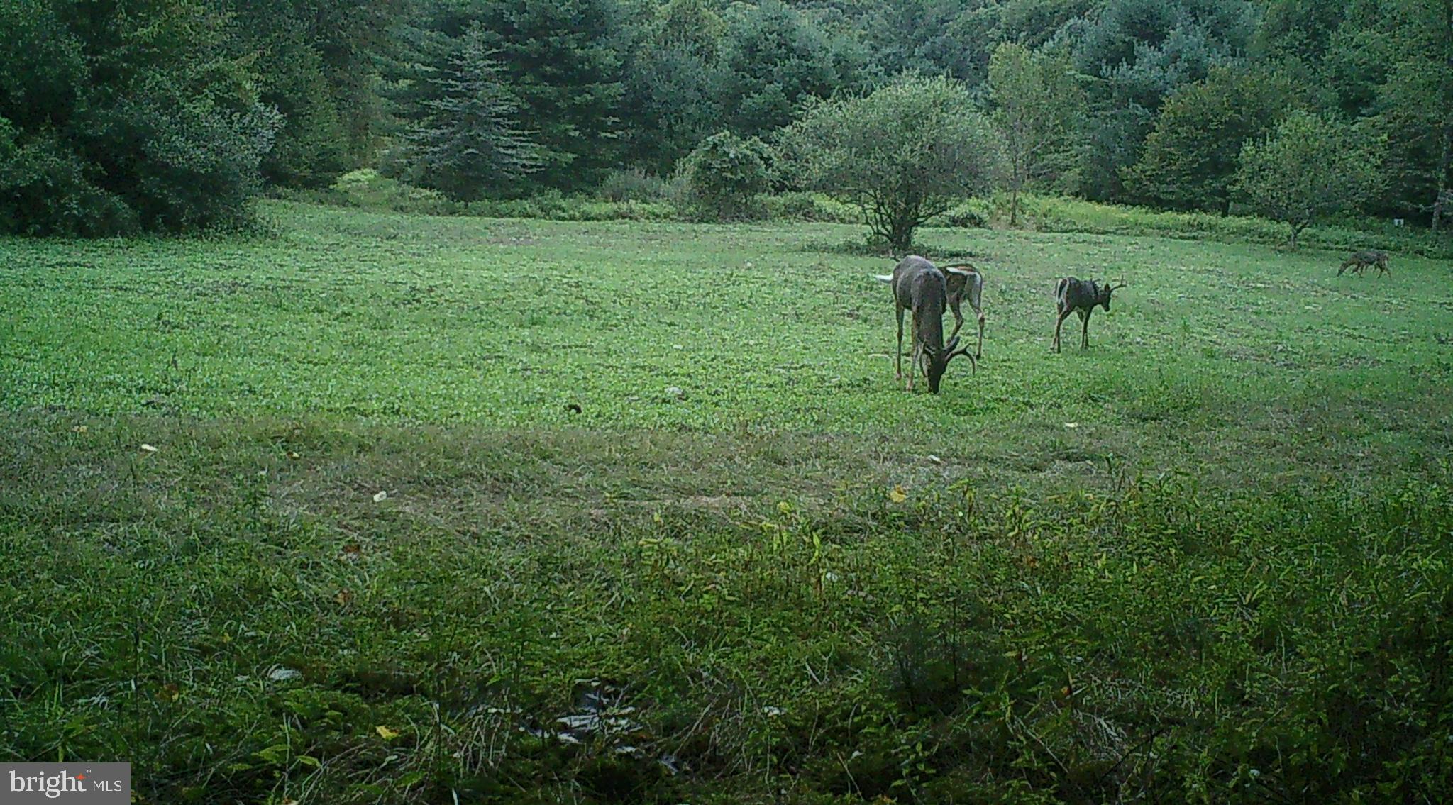228 Huntington Creek Road Sweet Valley, PA 18656 - Photo 125 of 128 a big yard with lots of green space and deers